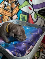Elsa, a female Great Dane for sale in Cassopolis, MI – 3 of 3