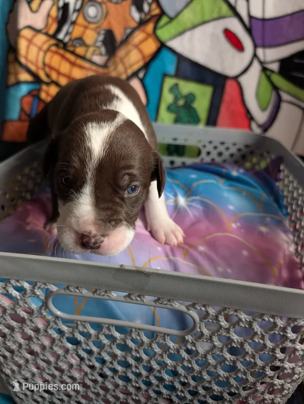 Hercules  – Great Dane, Alaskan Husky puppy for sale in Cassopolis, MI