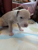 Cinderella , a female Great Dane and Alaskan Husky for sale in Cassopolis, MI – 4 of 7