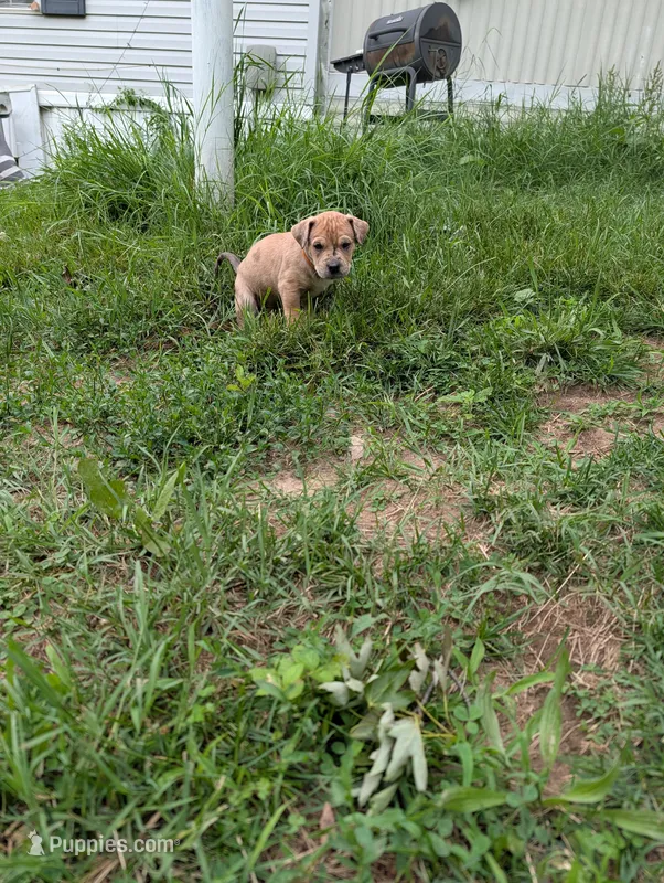 Merida  – Great Dane, Alaskan Husky puppy for sale in Cassopolis, MI