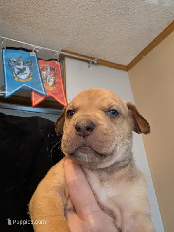 Percy – Great Dane, Alaskan Husky puppy for sale in Cassopolis, MI