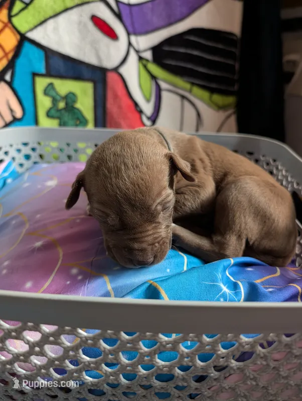 Kronk – Great Dane, Alaskan Husky puppy for sale in Cassopolis, MI