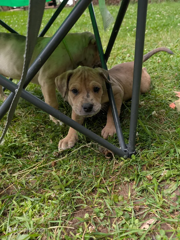 Merida  – Great Dane, Alaskan Husky puppy for sale in Cassopolis, MI