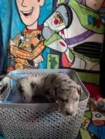 Lady , a female Great Dane and Alaskan Husky for sale in Cassopolis, MI – 2 of 3