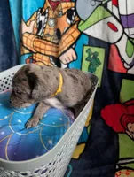 Elsa, a female Great Dane for sale in Cassopolis, MI – 2 of 3
