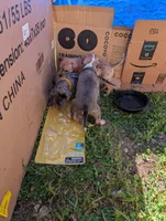 Tiana , a female Great Dane and Alaskan Husky for sale in Cassopolis, MI – 3 of 8