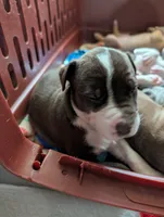 Hercules , a male Great Dane and Alaskan Husky for sale in Cassopolis, MI – 2 of 7