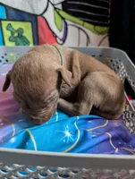 Kronk, a male Great Dane and Alaskan Husky for sale in Cassopolis, MI – 3 of 3