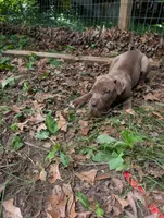 Kronk, a male Great Dane and Alaskan Husky for sale in Cassopolis, MI – 7 of 7