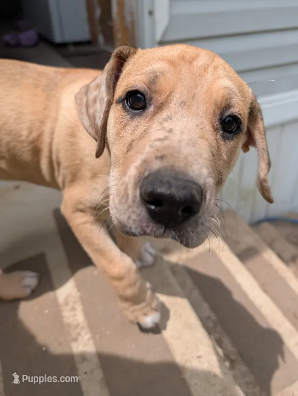 Buzz – Great Dane, Alaskan Husky puppy for sale in Cassopolis, MI