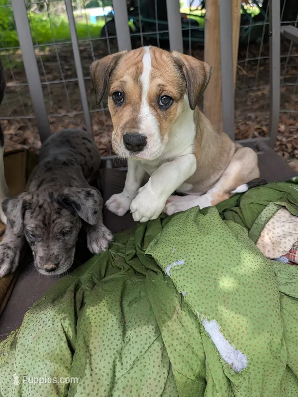 Tiana  – Great Dane, Alaskan Husky puppy for sale in Cassopolis, MI
