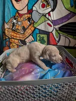 Cinderella , a female Great Dane and Alaskan Husky for sale in Cassopolis, MI – 2 of 2