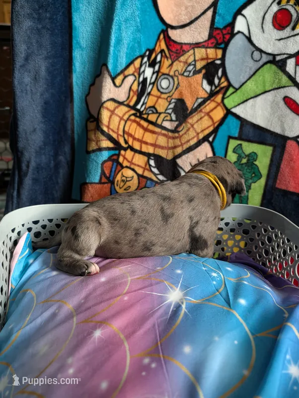 Elsa – Great Dane puppy for sale in Cassopolis, MI