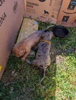 Merida , a female Great Dane and Alaskan Husky for sale in Cassopolis, MI – 5 of 7