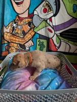 Merida , a female Great Dane for sale in Cassopolis, MI – 3 of 4