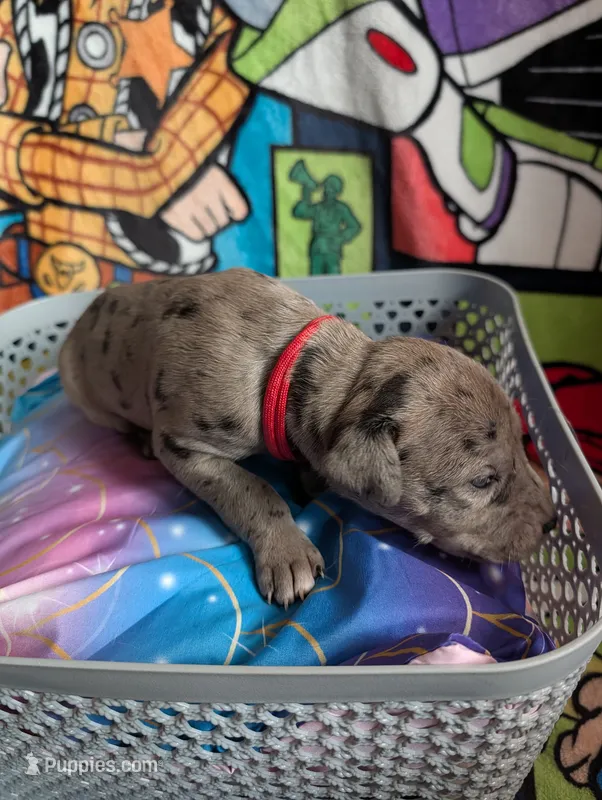 Bo Peep – Great Dane puppy for sale in Cassopolis, MI