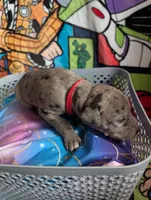 Bo Peep, a female Great Dane for sale in Cassopolis, MI – 1 of 3