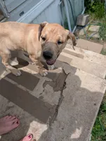 Buzz, a male Great Dane and Alaskan Husky for sale in Cassopolis, MI – 6 of 6