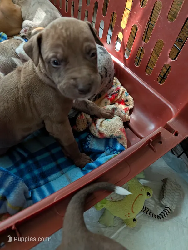 Kronk – Great Dane, Alaskan Husky puppy for sale in Cassopolis, MI