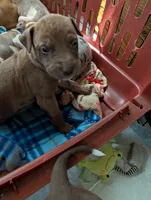 Kronk, a male Great Dane and Alaskan Husky for sale in Cassopolis, MI – 1 of 7