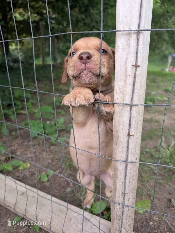 Percy – Great Dane, Alaskan Husky puppy for sale in Cassopolis, MI