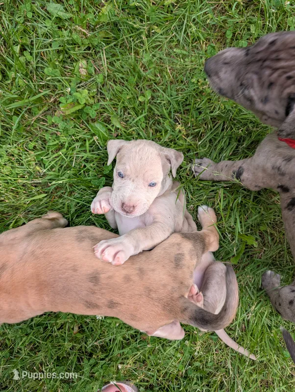 Cinderella  – Great Dane, Alaskan Husky puppy for sale in Cassopolis, MI
