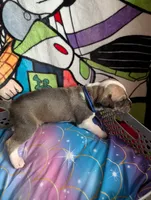 Tiana , a female Great Dane for sale in Cassopolis, MI – 3 of 3