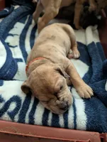 Merida , a female Great Dane and Alaskan Husky for sale in Cassopolis, MI – 2 of 7