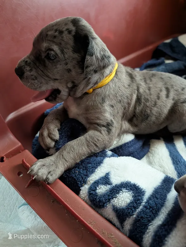 Elsa – Great Dane, Alaskan Husky puppy for sale in Cassopolis, MI