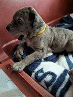 Elsa, a female Great Dane and Alaskan Husky for sale in Cassopolis, MI – 1 of 9