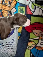 Hercules , a male Great Dane and Alaskan Husky for sale in Cassopolis, MI – 2 of 3