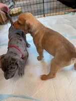 Percy, a male Great Dane and Alaskan Husky for sale in Cassopolis, MI – 4 of 7