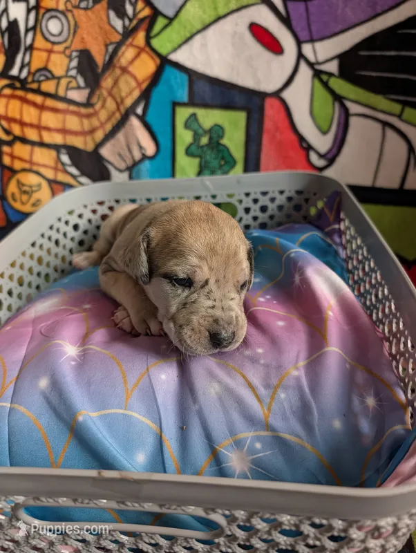 Buzz – Great Dane, Alaskan Husky puppy for sale in Cassopolis, MI