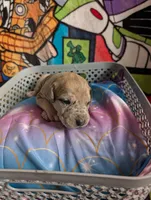 Buzz, a male Great Dane and Alaskan Husky for sale in Cassopolis, MI – 1 of 4