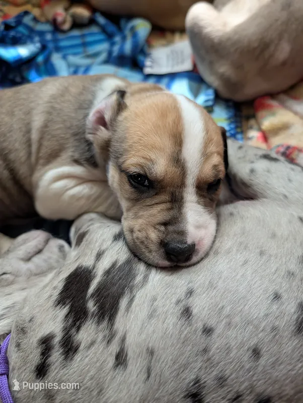 Tiana  – Great Dane, Alaskan Husky puppy for sale in Cassopolis, MI
