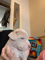 Cinderella , a female Great Dane and Alaskan Husky for sale in Cassopolis, MI – 2 of 7