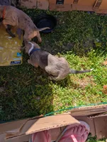 Tiana , a female Great Dane and Alaskan Husky for sale in Cassopolis, MI – 7 of 8