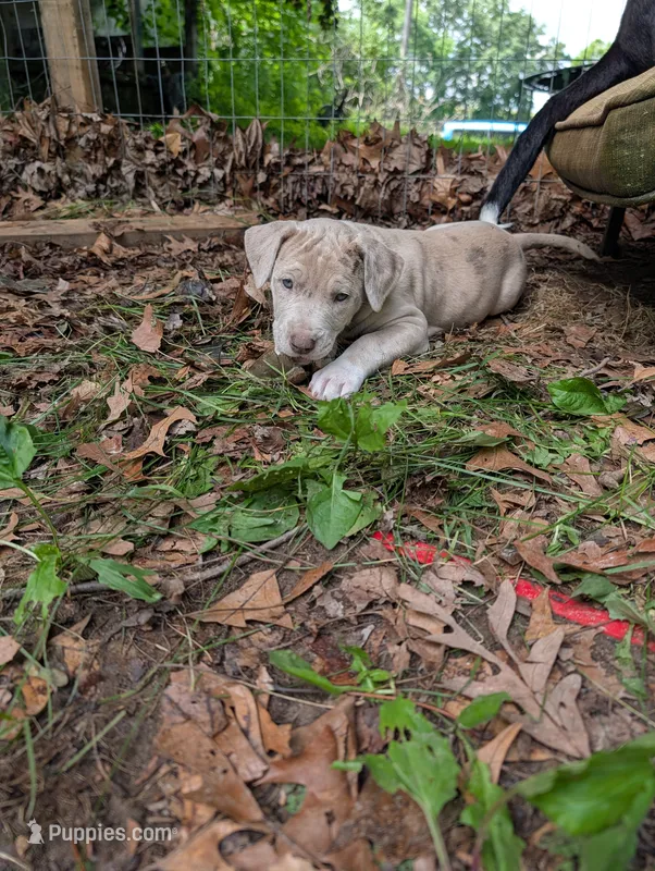Cinderella  – Great Dane, Alaskan Husky puppy for sale in Cassopolis, MI