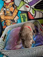 Bo Peep, a female Great Dane for sale in Cassopolis, MI – 3 of 3