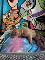 Merida , a female Great Dane for sale in Cassopolis, MI – 2 of 4