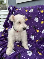 Chewy, a male Miniature Schnauzer for sale in Columbiana, OH – 3 of 5