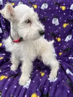 Chewy, a male Miniature Schnauzer for sale in Columbiana, OH – 5 of 5