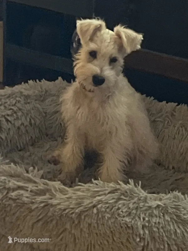 Chewy – Miniature Schnauzer puppy for sale in Columbiana, OH
