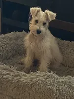 Chewy, a male Miniature Schnauzer for sale in Columbiana, OH – 1 of 5