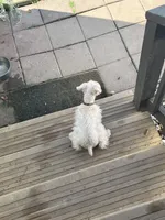 Chewy, a male Miniature Schnauzer for sale in Columbiana, OH – 4 of 5