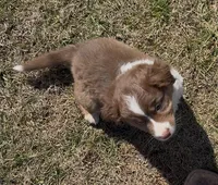 Chubs, a male Australian Shepherd for sale in Wirtz, VA – Photo 4 of 4