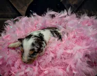 Sneaky- BMF, a female Australian Shepherd for sale in Wirtz, VA – Photo 8 of 9