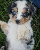 Sneaky- BMF, a female Australian Shepherd for sale in Wirtz, VA – Photo 1 of 9