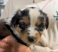 Sneaky- BMF, a female Australian Shepherd for sale in Wirtz, VA – Photo 4 of 9