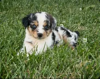 Sneaky- BMF, a female Australian Shepherd for sale in Wirtz, VA – Photo 2 of 9